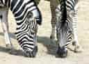 動物図鑑・チャップマンシマウマの写真 20